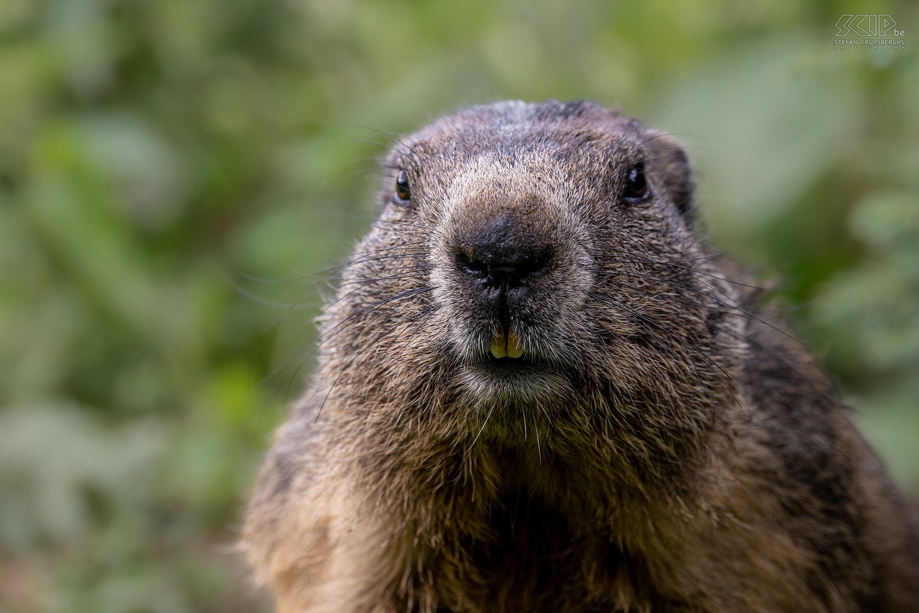 Bachalm - Alpenmarmot  Stefan Cruysberghs